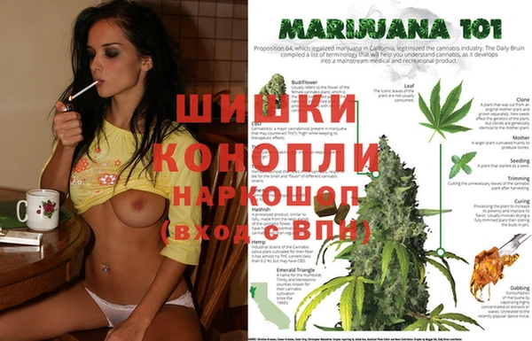 индика Алзамай